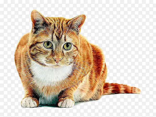 安静盯着前方的猫咪PNG