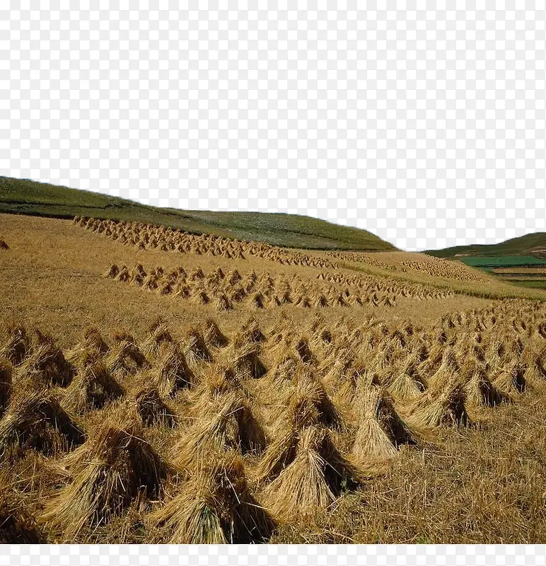 山坡上被收割的稻谷