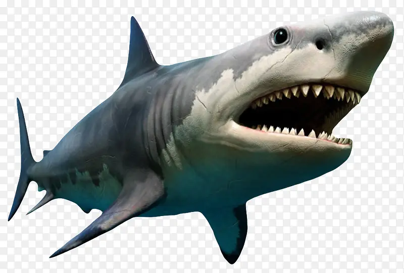 凶猛庞大的巨齿鲨实物
