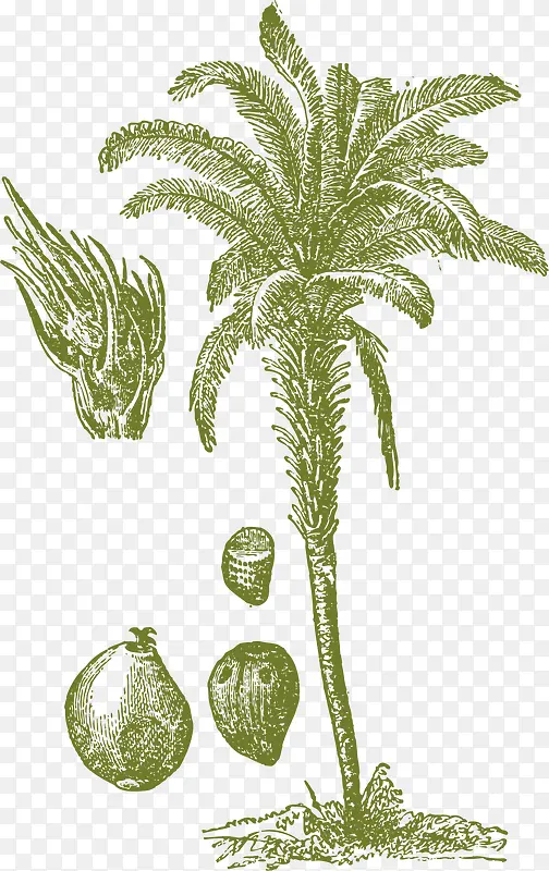 高大矢量卡通棕榈树