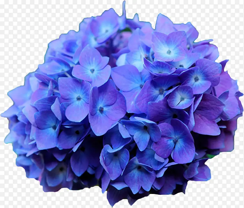 紫色花团