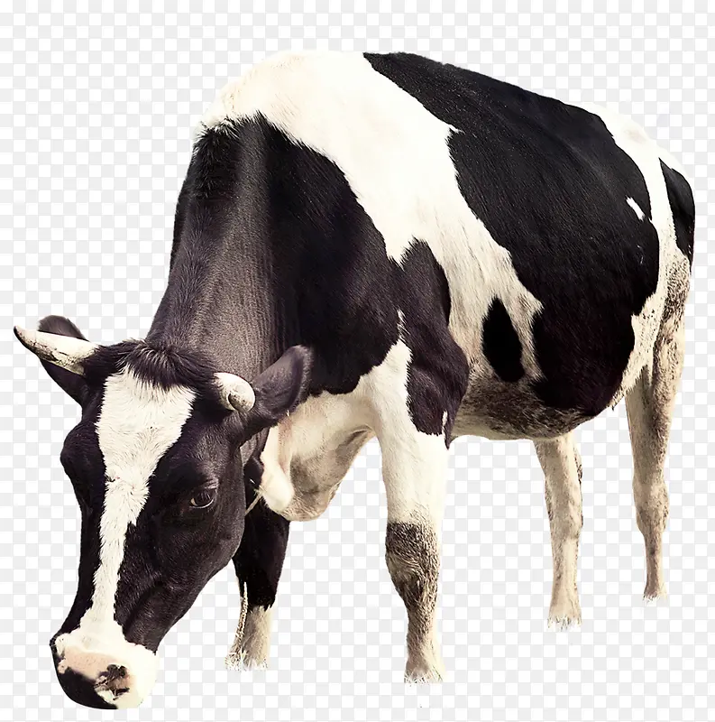 平面牛吃草牛奶广告装饰