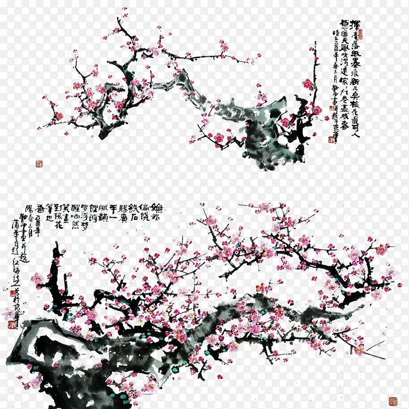 冬天的腊梅
