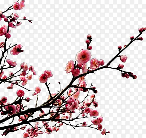 春天公园盛开的桃花