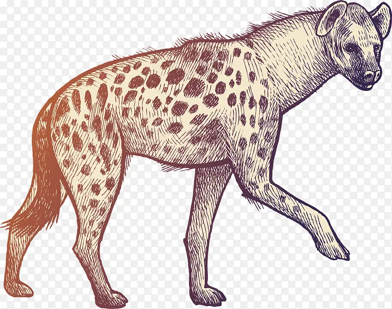 矢量手绘素描动物鬣狗插画