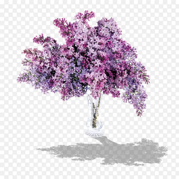 紫色叶子大树