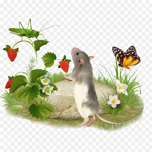 小老鼠偷吃草莓