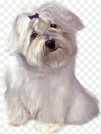 卖萌的狗