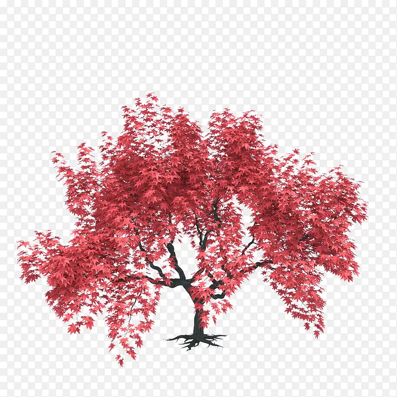 一棵盛开红色叶子树木