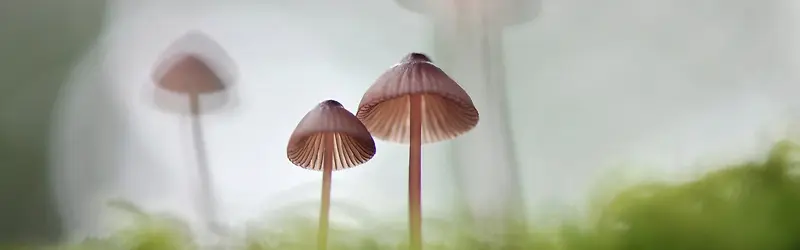 蘑菇浪漫背景