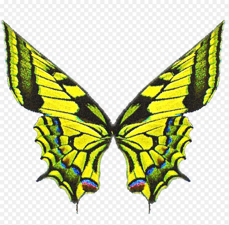 翅膀素材简约  黄色蝴蝶