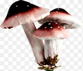 春季粉红色蘑菇装饰