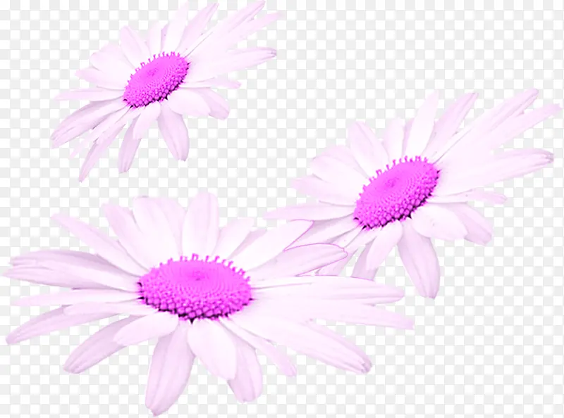 创意合成紫色的邹菊花朵