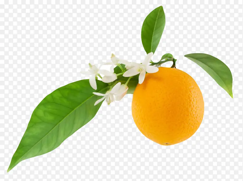 橙色香甜水果带叶子的奉节脐橙实