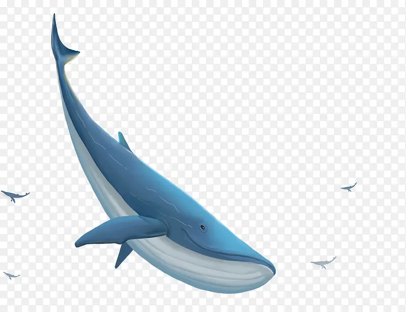 手绘国际海洋日海洋生物插画鲸鱼