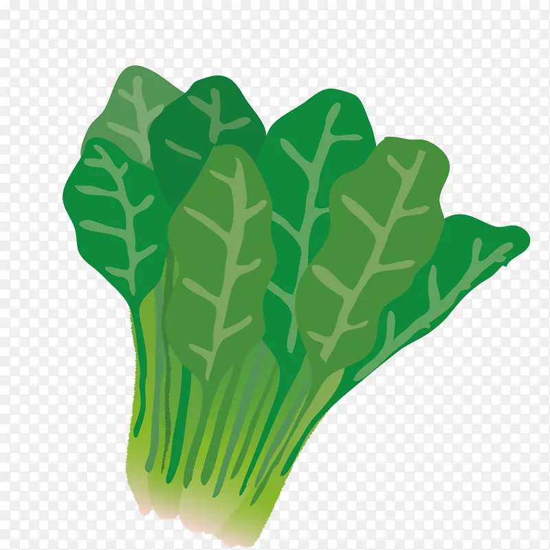卡通手绘青菜菜叶