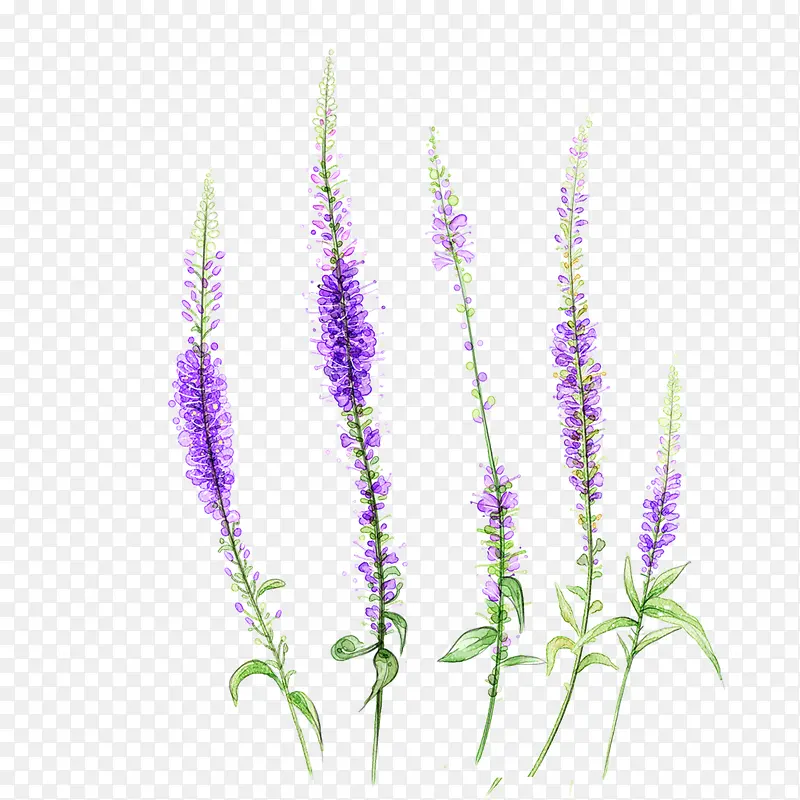 紫色狗尾草手绘花