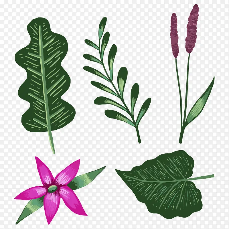 热带植物