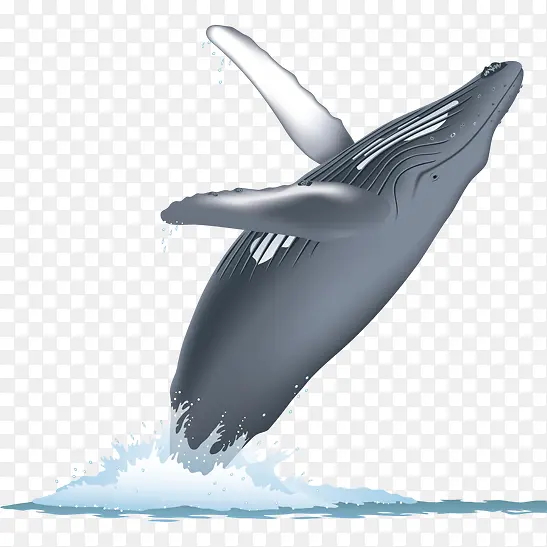 卡通蓝色座头鲸翻身插画免抠