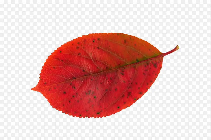 红色植物污渍的静止的树叶实物
