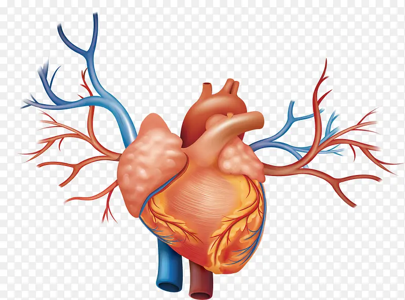 心脏结构图