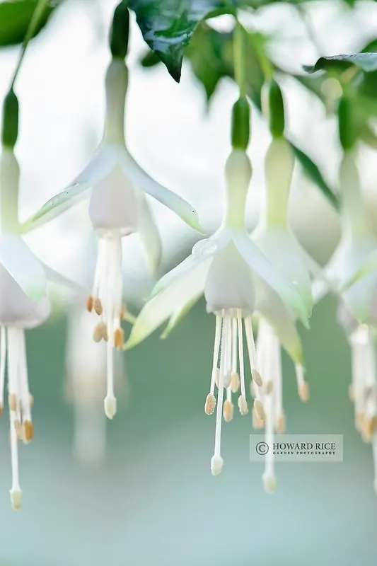 垂落的白色铃兰花朵