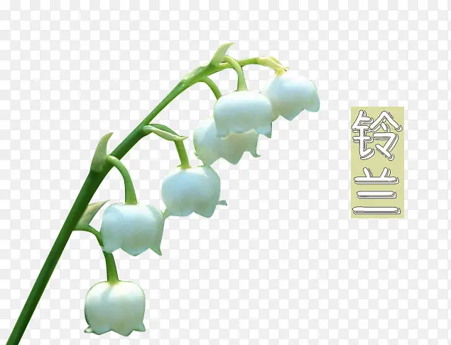 白色铃兰