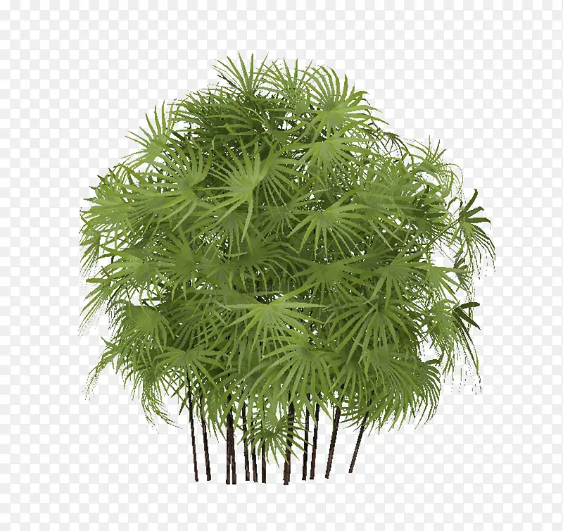 一簇棕树林