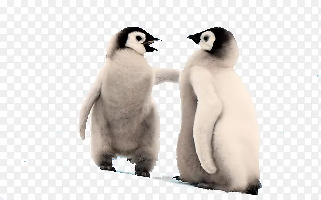 企鹅动物图片
