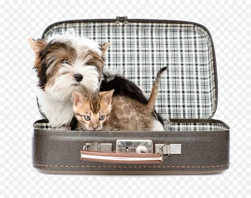 躲在旅行箱里面的猫和狗