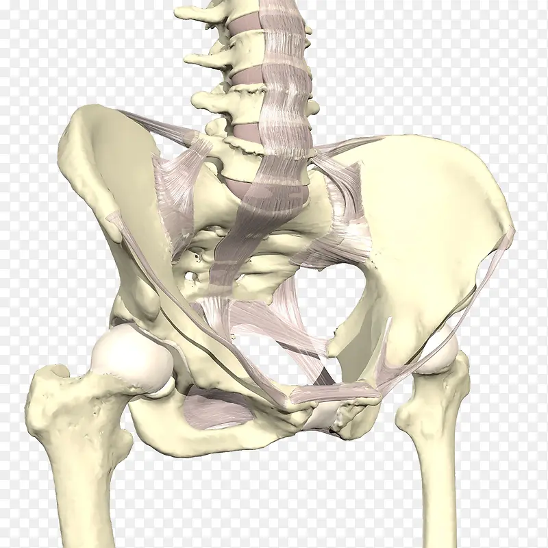 骨盆关节模型图