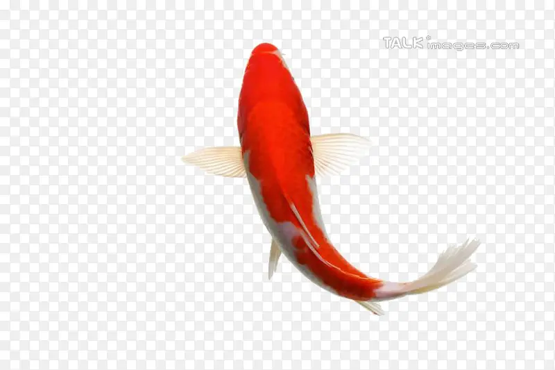 红色金鱼