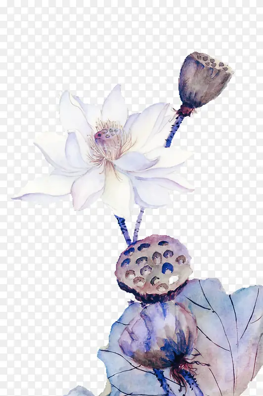 白色荷花莲子图片