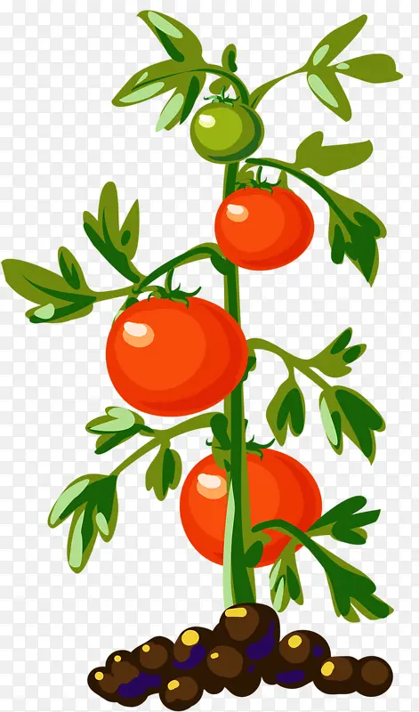 生长的西红柿