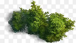 绿色植物