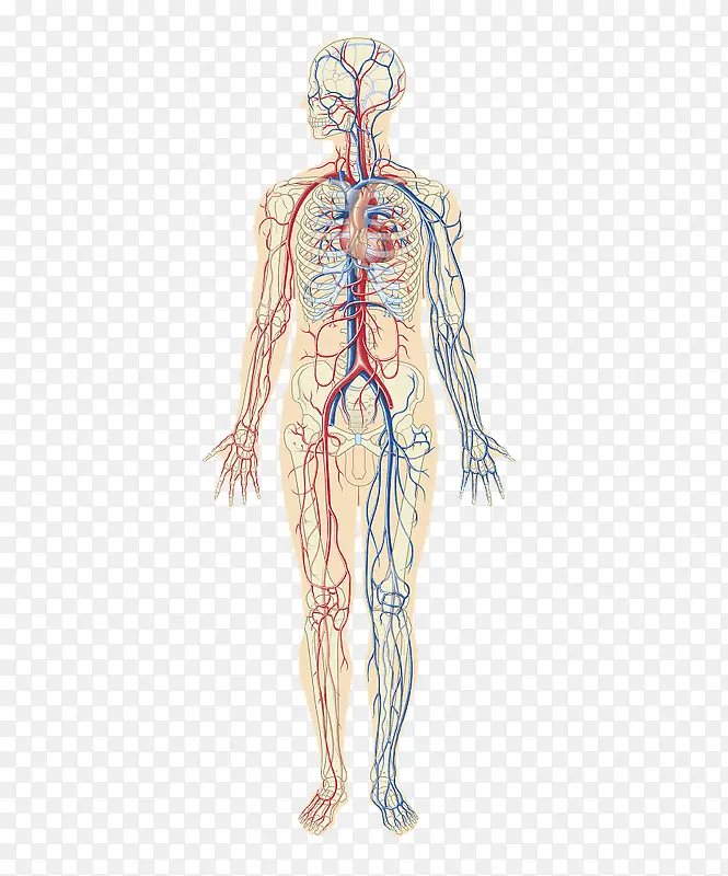 人体动静脉血管分布