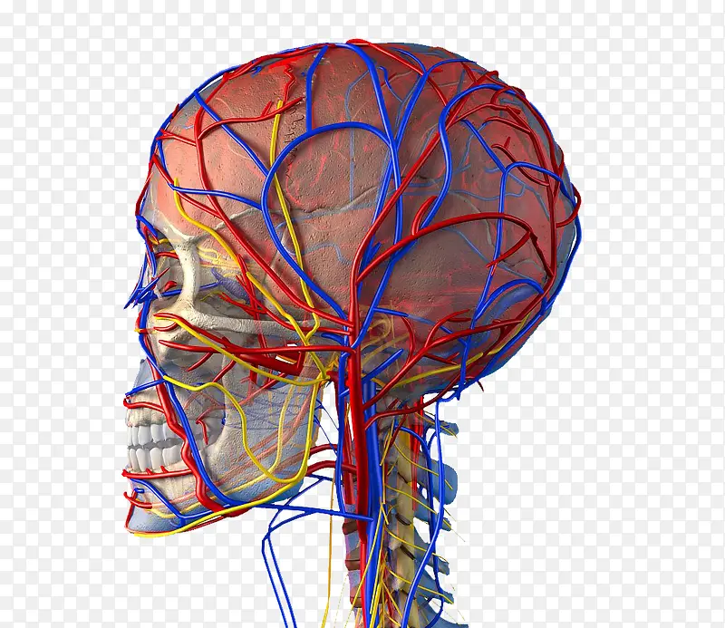 人体大脑动静脉分布
