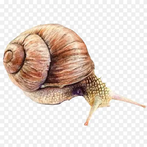 蜗牛彩绘逼真写实画