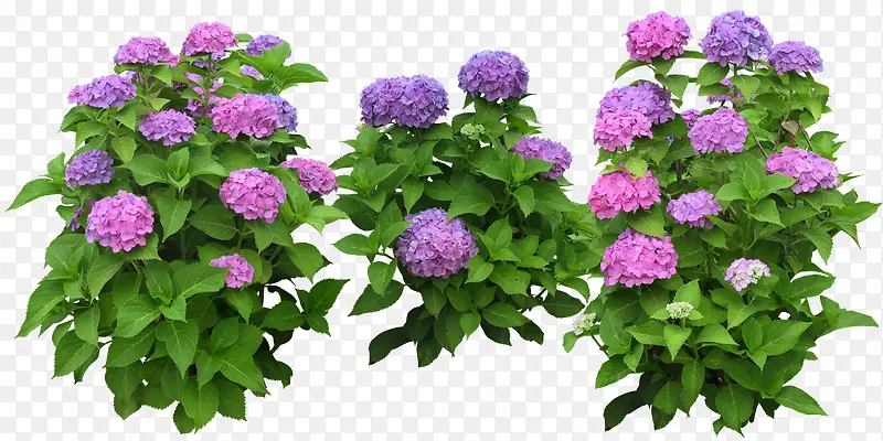 粉紫色八仙花