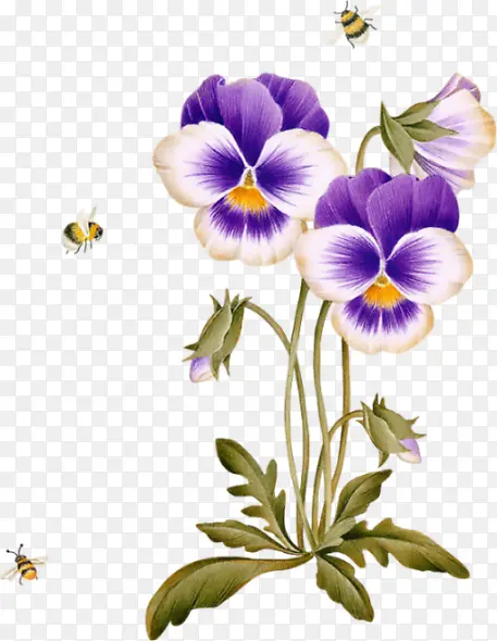 蜜蜂和紫色花