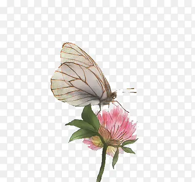 蝴蝶停在花上