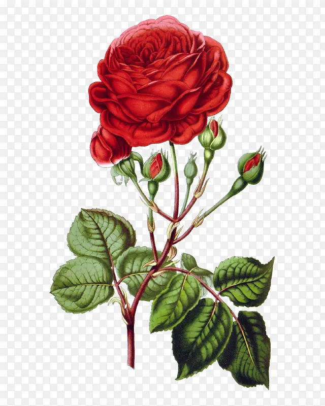 鲜红色玫瑰高清图案