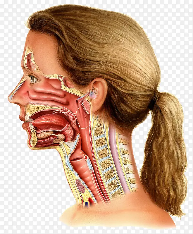 女性喉咙医学插画