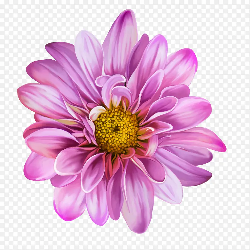 紫色的菊花矢量图