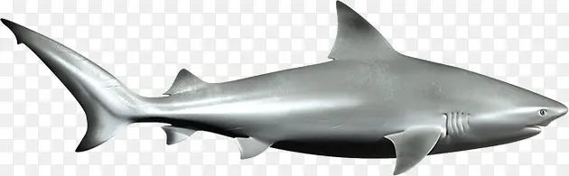 银色公牛鲨