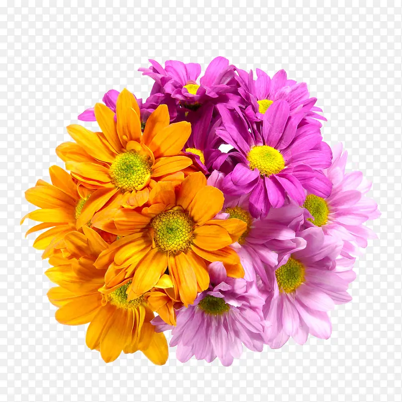 橙色和紫色菊花