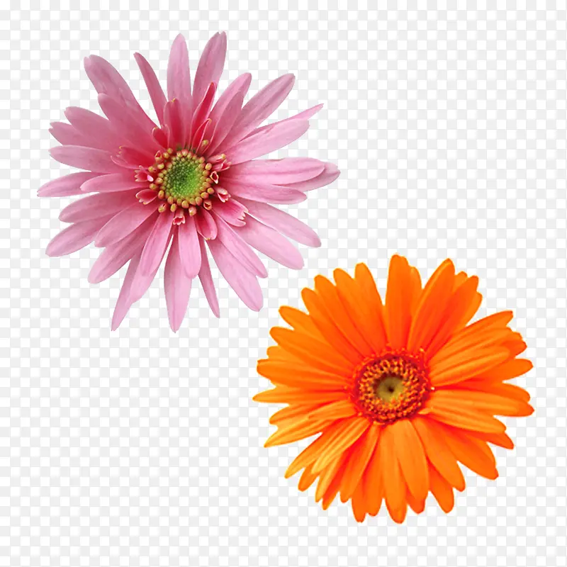 美丽的洋甘菊
