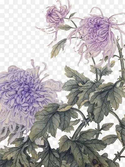紫色菊花国画