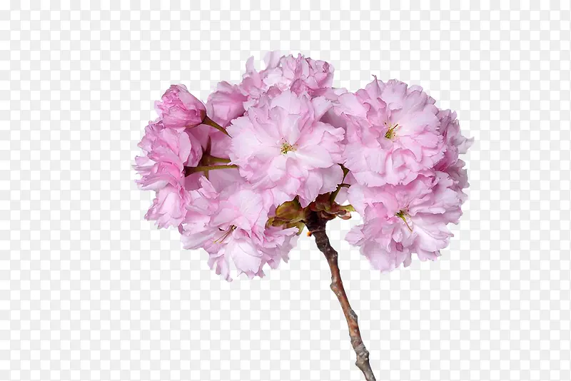 粉色樱花枝