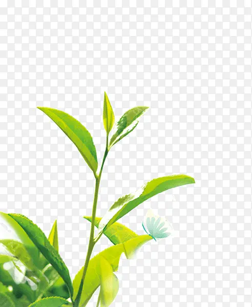 绿色的茶叶叶子